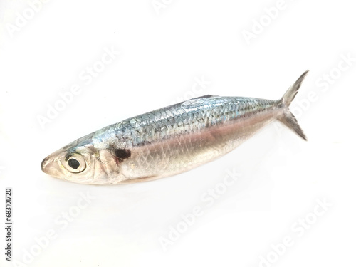 fresh sardine fish on white background
