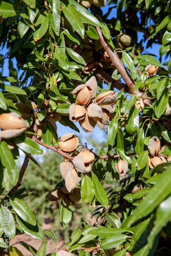 Almond tree with nuts in orchard photo