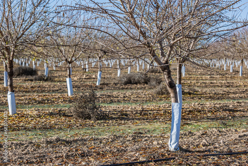 Winter almond orchard in Castilla La Mancha