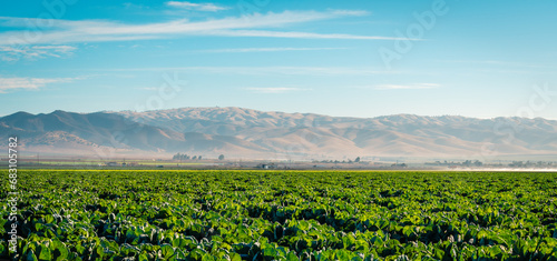 Lettuce field in the Salinas Valley of Monterey County, California