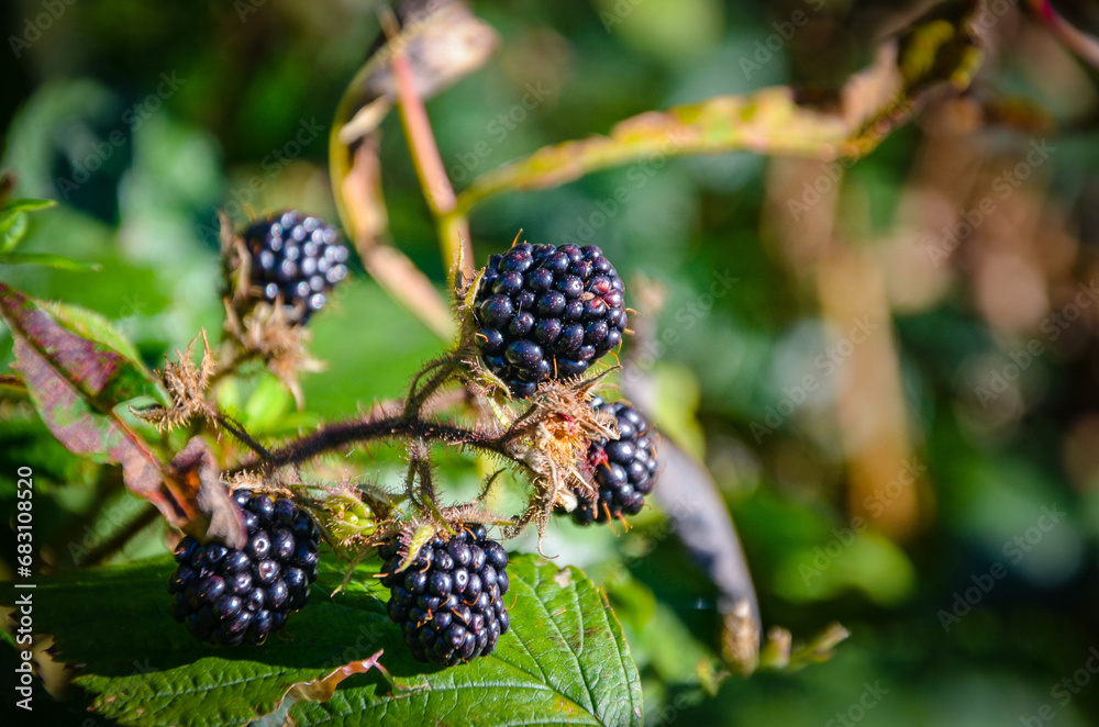 pomegranate, forest, juicy and tasty blackberries pomegranate, forest, juicy and tasty blackberries
