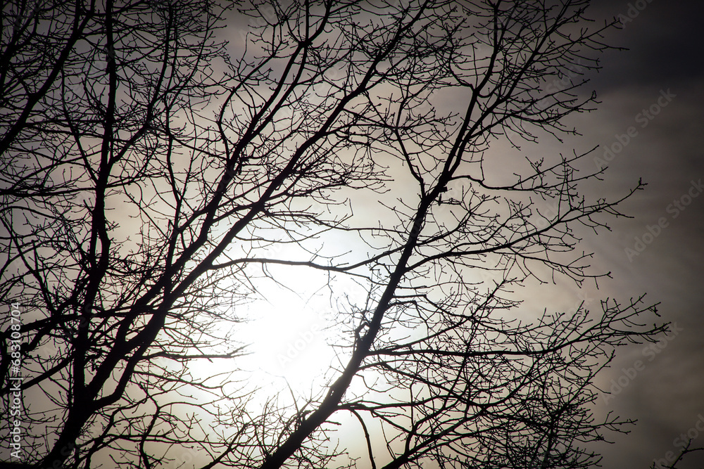 Low angle view of silhouette bare tree against sky Low angle view of silhouette bare tree against sky