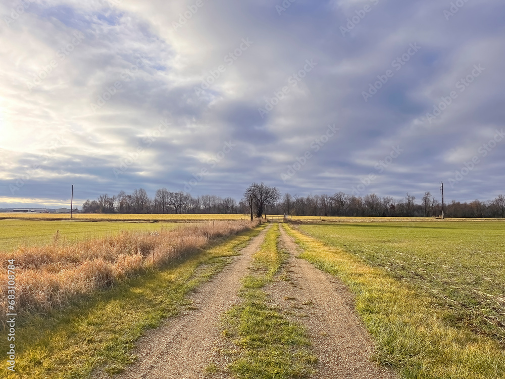 Obraz premium A farm lane between emerging winter wheat fields in the autumn with morning clouds. 