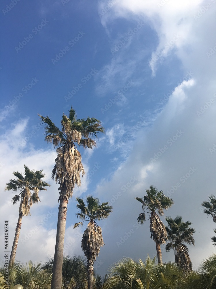 Fototapeta premium plam tree sky landscape