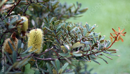 Coastal banksia, a shrub of the family Proteaceae photo