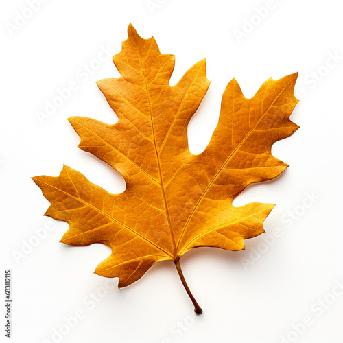 autumn oak leaf isolated on white background, AI Generative.