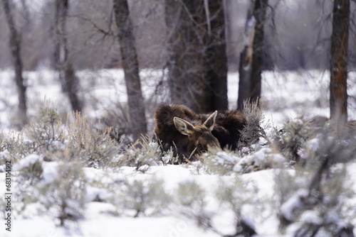 Animals at Grand Teton