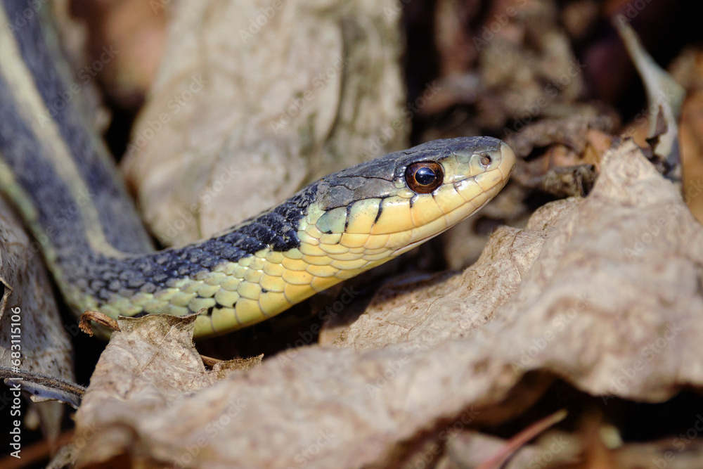 An Eastern Common Garter Snake slithers through fallen autumn leaves An Eastern Common Garter Snake slithers through fallen autumn leaves