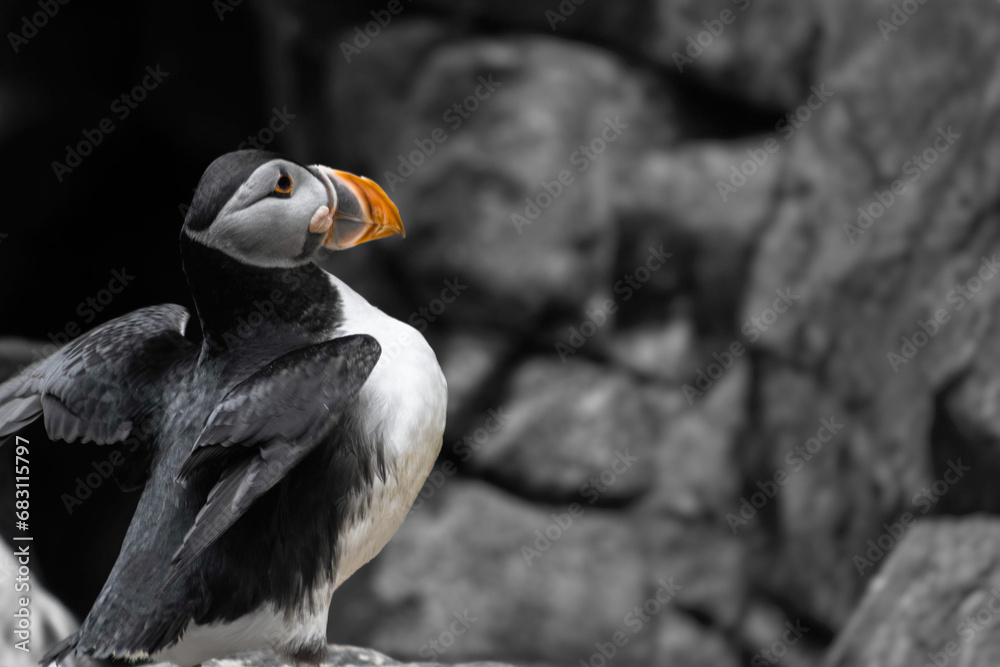 Fototapeta premium vulture in the zoo