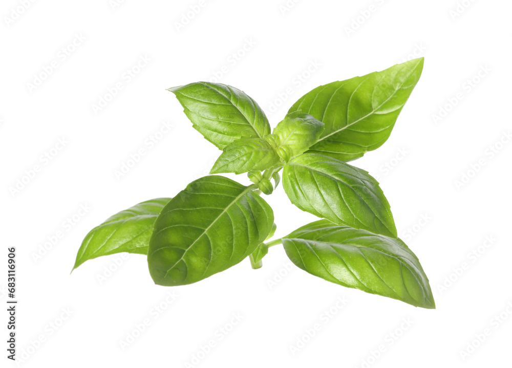 Fresh green basil leaves isolated on white Fresh green basil leaves isolated on white