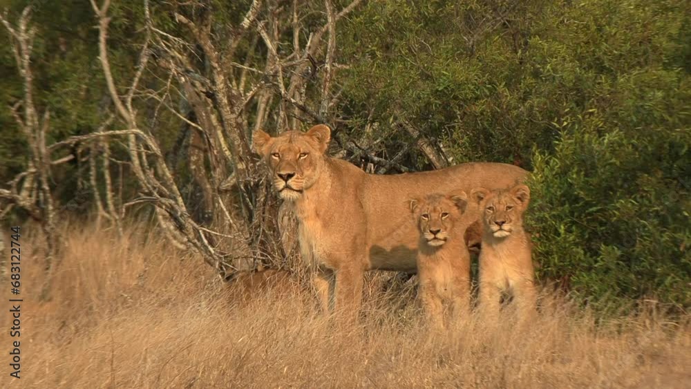 A lioness with her cubs stand in front of the bushes and look into the distance. A lioness with her cubs stand in front of the bushes and look into the distance.