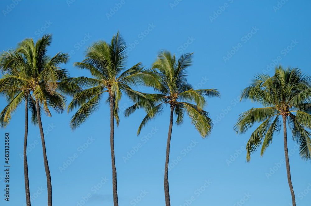 Five Palm Trees Against Blue Sky in Sunlight.