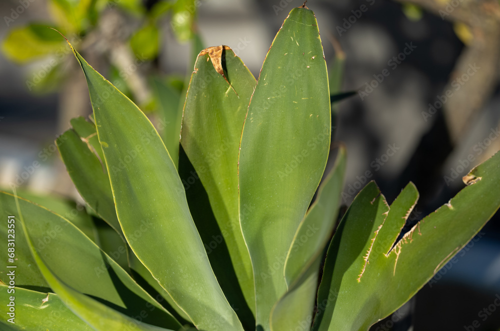 Closeup of a Green Aloe Plant in Sunlight. Closeup of a Green Aloe Plant in Sunlight.