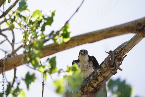 Osprey Eating Fish © Vanessa