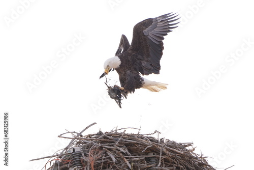 balg eagle in nest