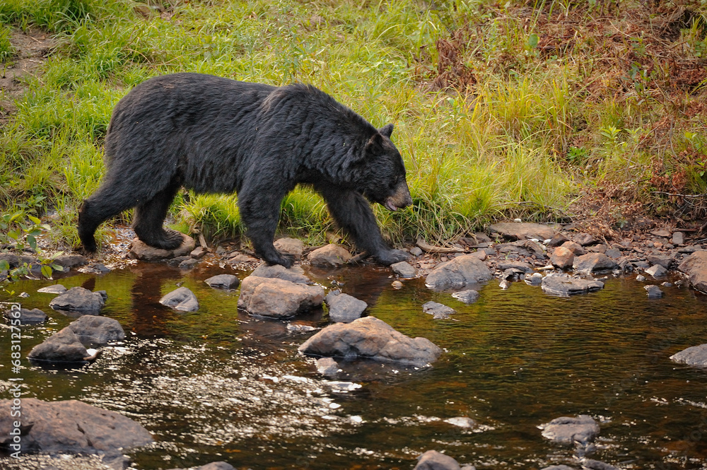 ours noir prés de la rivière