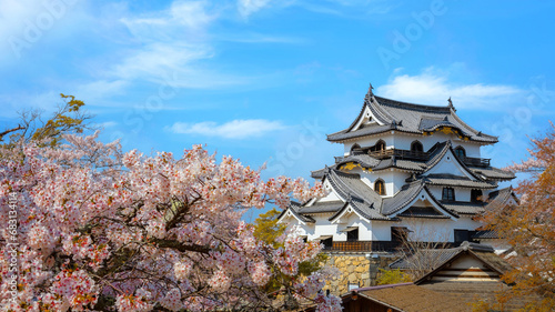 Hikone Castle in Shiga prefecture during full bloom cherry blossom season