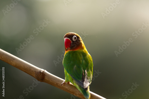 Lovebird Parrot (Agapornis Personatus) animal closeup with black background (Burung Cinta)