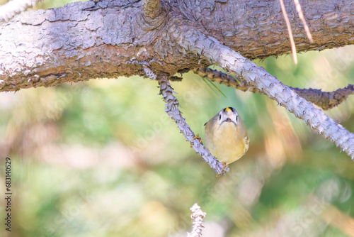 日本最小の鳥、可愛いキクイタダキ（ウグイス科）。

日本国東京都江戸川区葛西臨海公園にて。
2023年11月19日撮影。

Japan's smallest bird, the lovely Goldcrest (Cercopithecus cephus).

At Kasai rinkai park, Edogawa-ku, Tokyo, Japan,
photo by November 19, photo