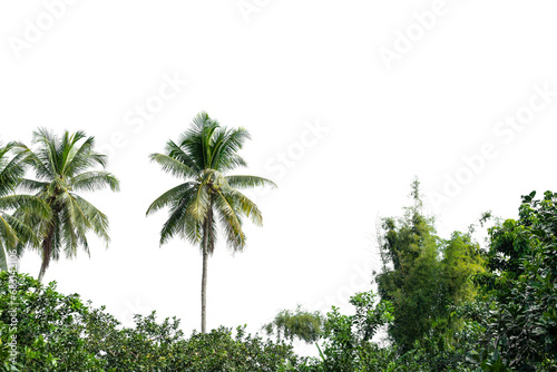 Coconut palm tree isolated on transparent background. PNG File