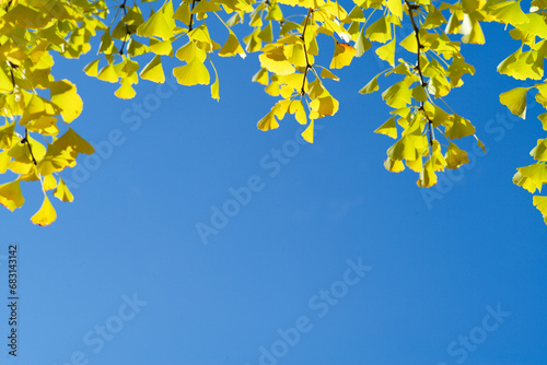 High angle view closeup yellow ginkgo leaves on the branches isolated on the blue sky background