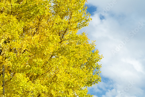High angle view of ginkgo tree with full of yellow leaves on the branches