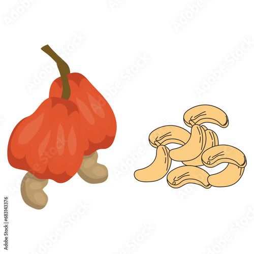 Cashew set vector illustration on white background. Isolated image.
