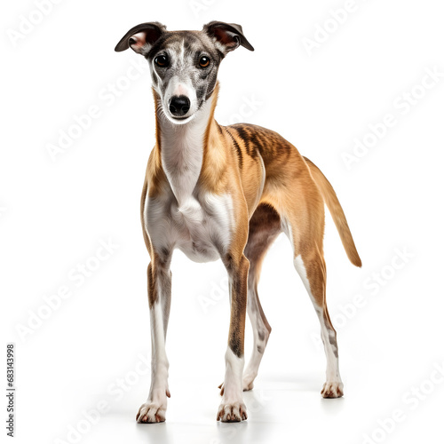 Greyhound, Whippet Dog Isolated on White Background - Generative AI