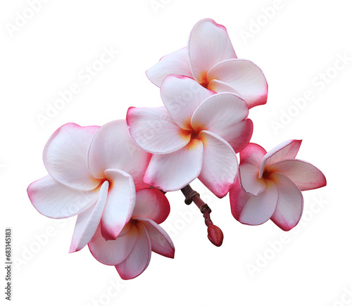Plumeria or Frangipani or Temple tree flower. Close up pink-red frangipani flowers bouquet isolated on transparent background. 