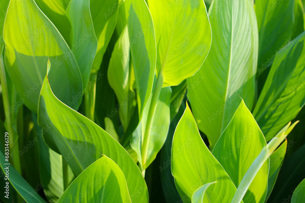 Canna plant in the garden Canna plant in the garden