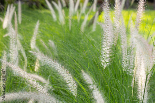 Fountain grass or pennisetum alopecuroides