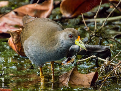 Pale-vented Bush Hen in Queensland Australia photo