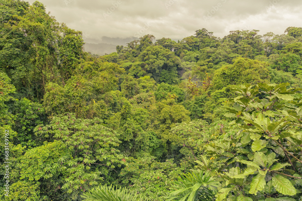 Landscape looking across the canopy of the rain forest