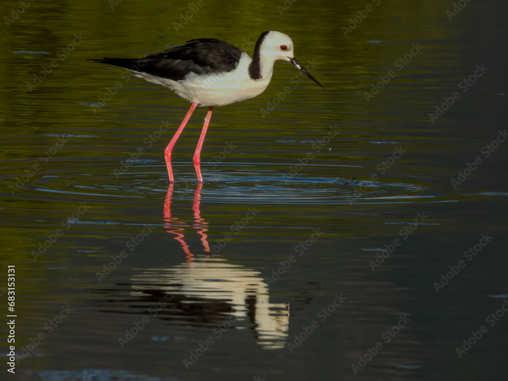 Pied Stilt in Queensland Australia Pied Stilt in Queensland Australia