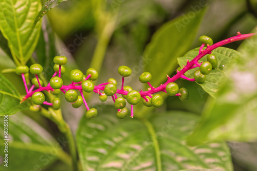 Vibrant pokeweed macro photo