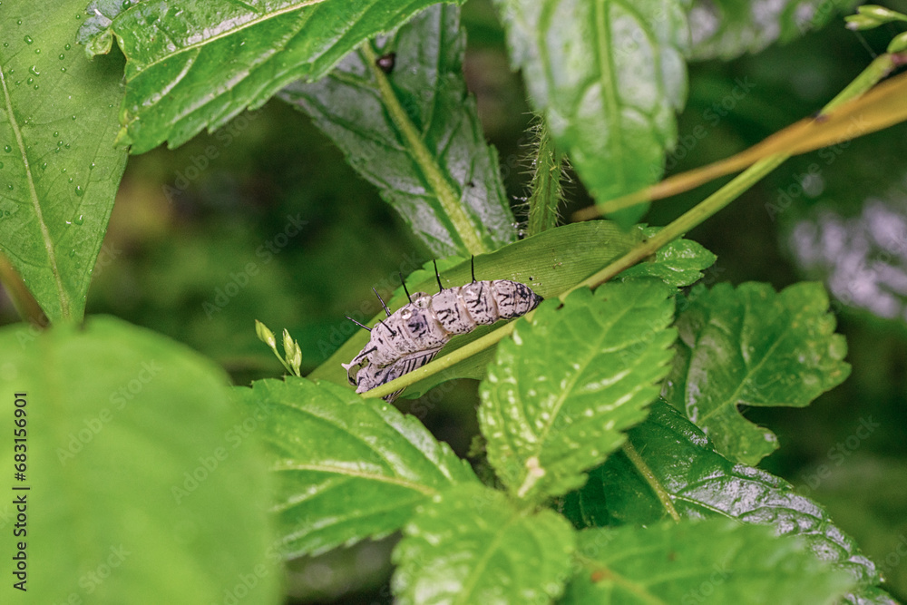 Altinote ozomene crystalis sitting on leaf Altinote ozomene crystalis sitting on leaf