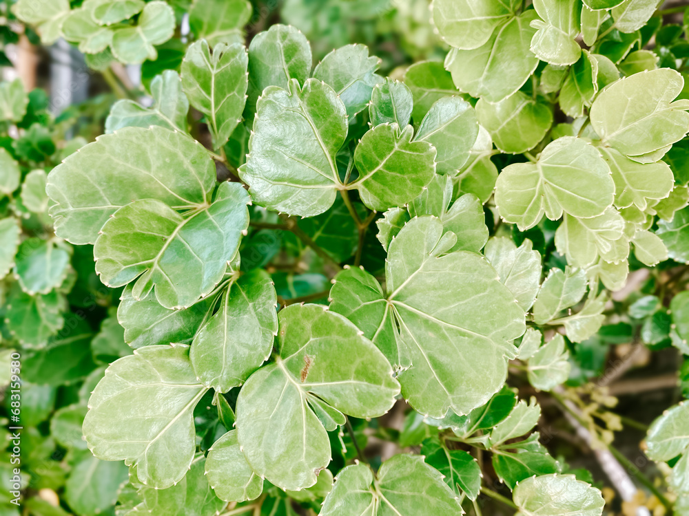 Obraz premium green leaves background
