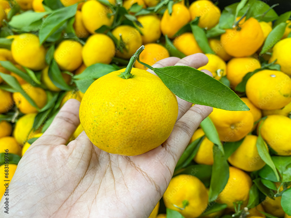 fresh orange fruits with leaves on asian women hand