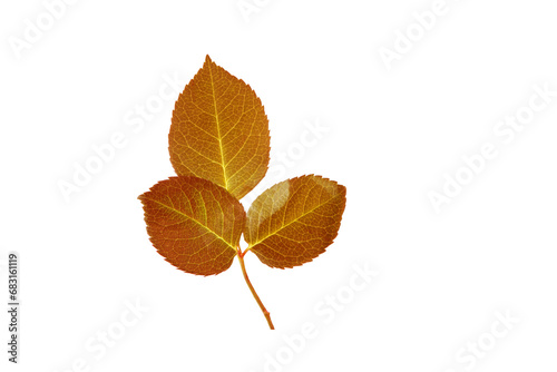 Digital png illustration of brown autumn leaves on transparent background