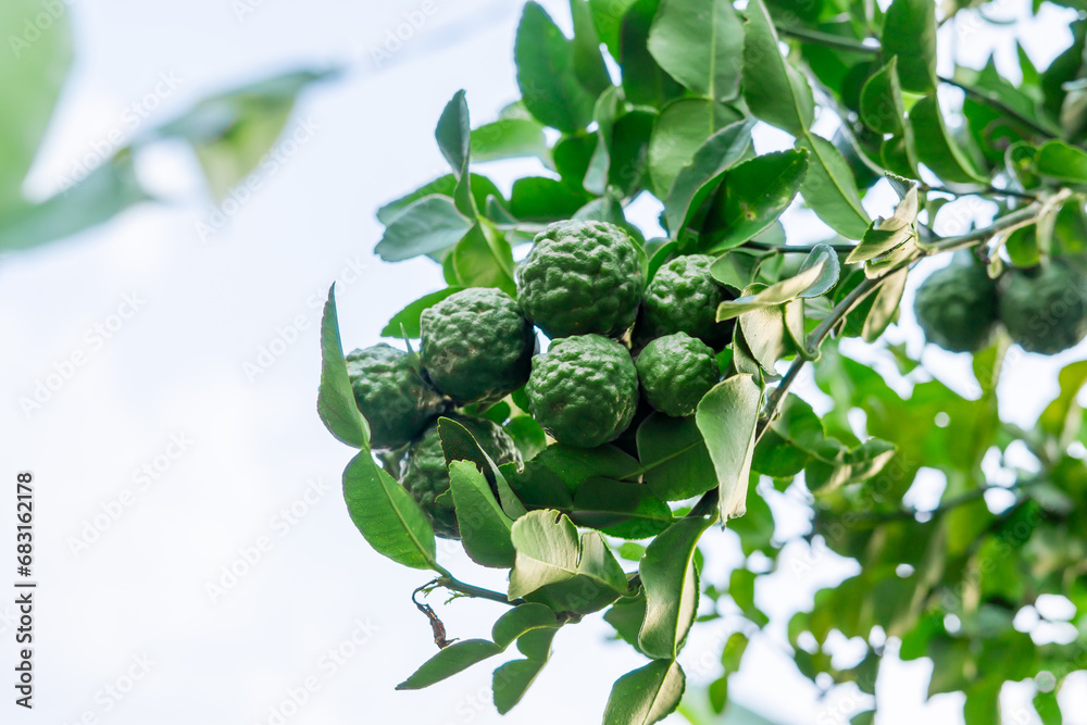 kaffir lime kaffir lime