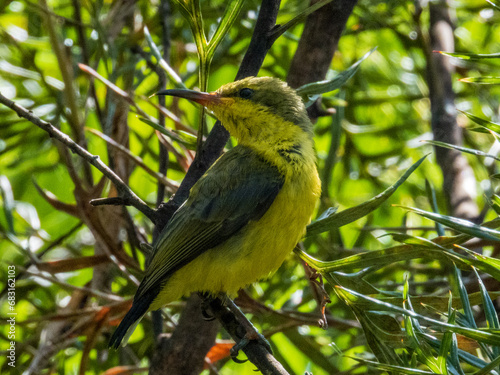 Sahul Sunbird in Queensland Australia © Imogen