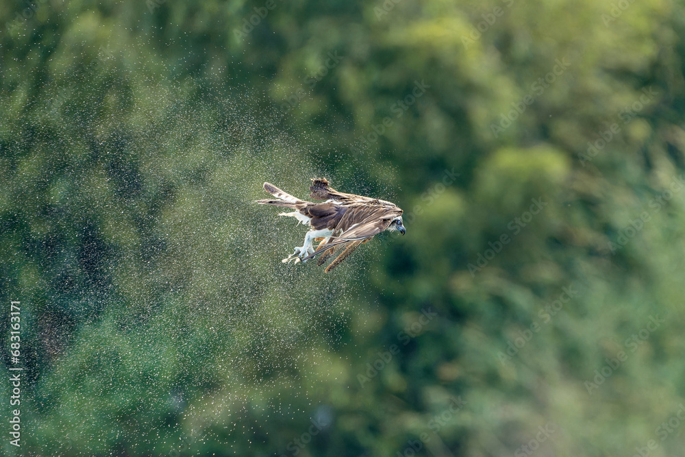 Fototapeta premium Osprey in flight shake the excess water from the feathers