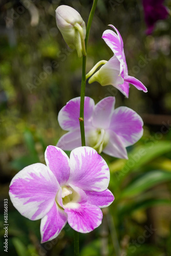 Foto beautiful orchid