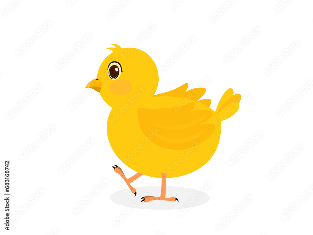 Little chicken on a white background.