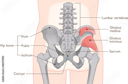 小殿筋、gluteus minimus、中殿筋、gluteus medius、股関節、骨盤、筋肉、イラスト、illustration