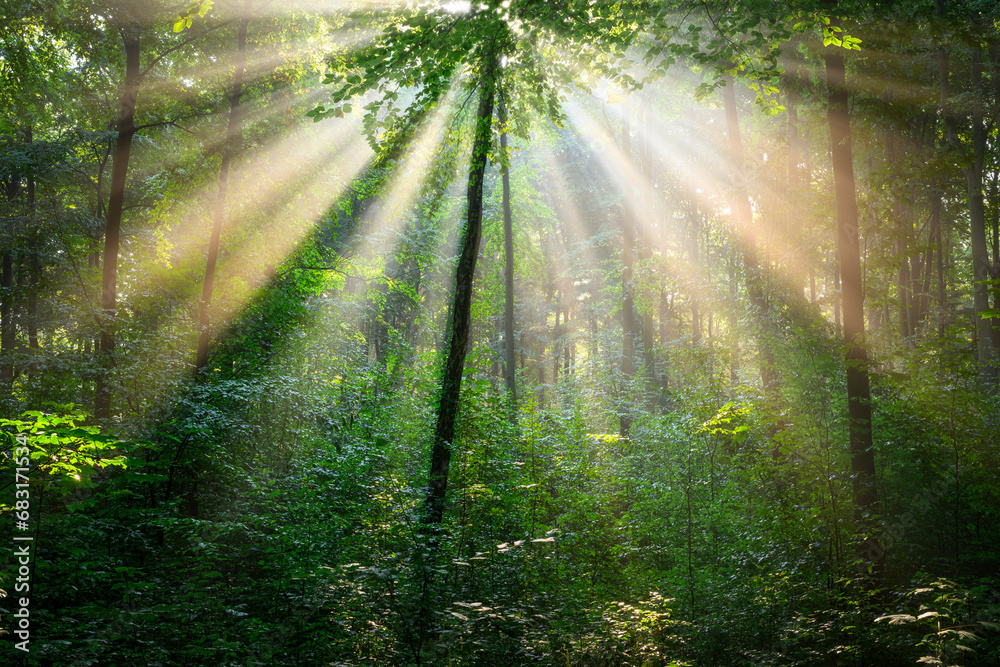 Fototapeta premium Sunny morning in the forest