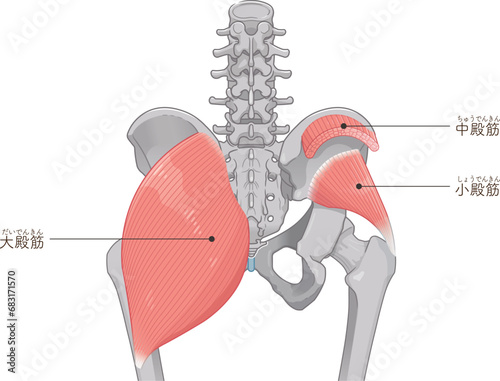 大殿筋、gluteus maximus、小殿筋、gluteus minimus、中殿筋、gluteus medius、股関節、骨盤、筋肉、イラスト、illustration photo