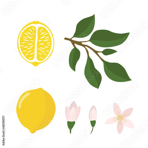 Fototapeta Naklejka Na Ścianę i Meble -  A set of lemon whole and cut with flowers and leaves in a flat style. Vector illustration highlighted on a white background.