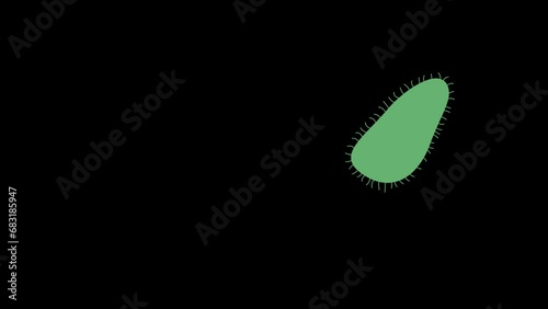 ciliate slipper simplest animation 2d motion closed