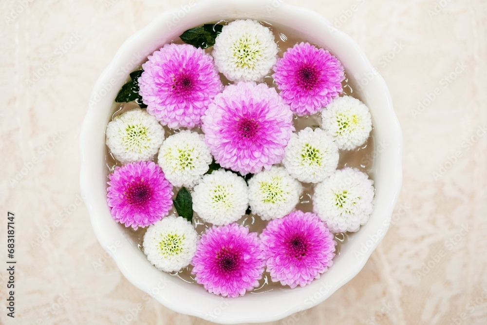 レースの白背景に丸い器の中の水に浮かんだ白とピンクのピンポンマムの花の涼し気なフローティングフラワー レースの白背景に丸い器の中の水に浮かんだ白とピンクのピンポンマムの花の涼し気なフローティングフラワー